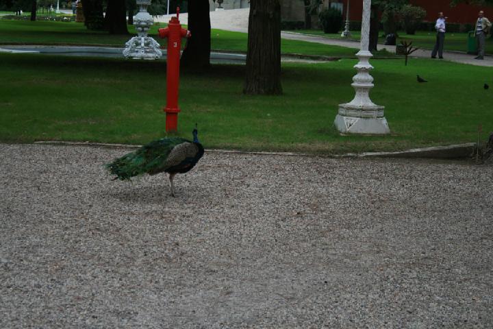 Dolmabahçe Sarayi 024.JPG